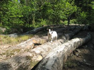 sustainable local cornish woodlands timber
