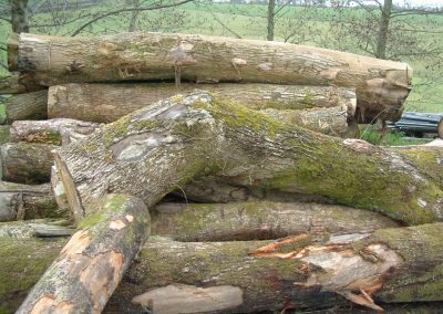log pile of gnarly curved english oak sawlogs